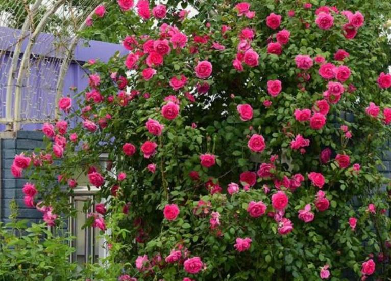 爬藤月季什么品种好盘点十大勤花藤本月季