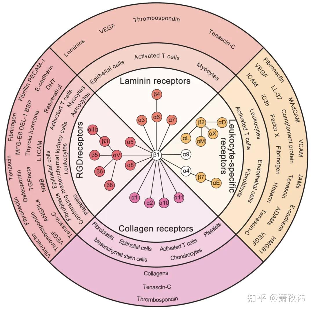 双向信号传导：整合素integrins - 知乎