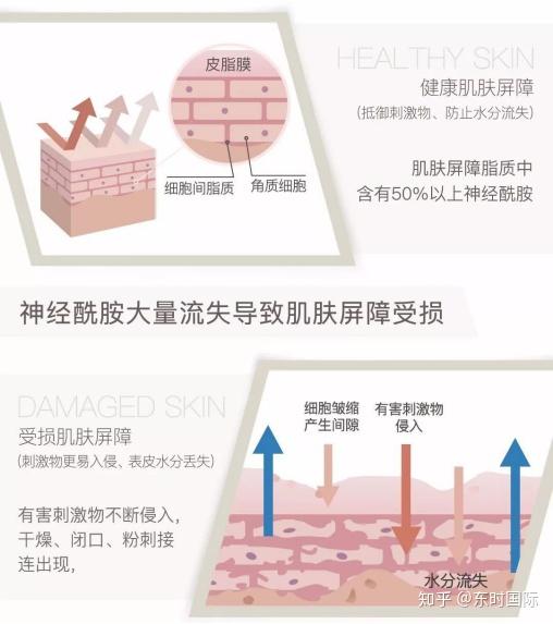 肌肤屏障受损补充神经酰胺是关键