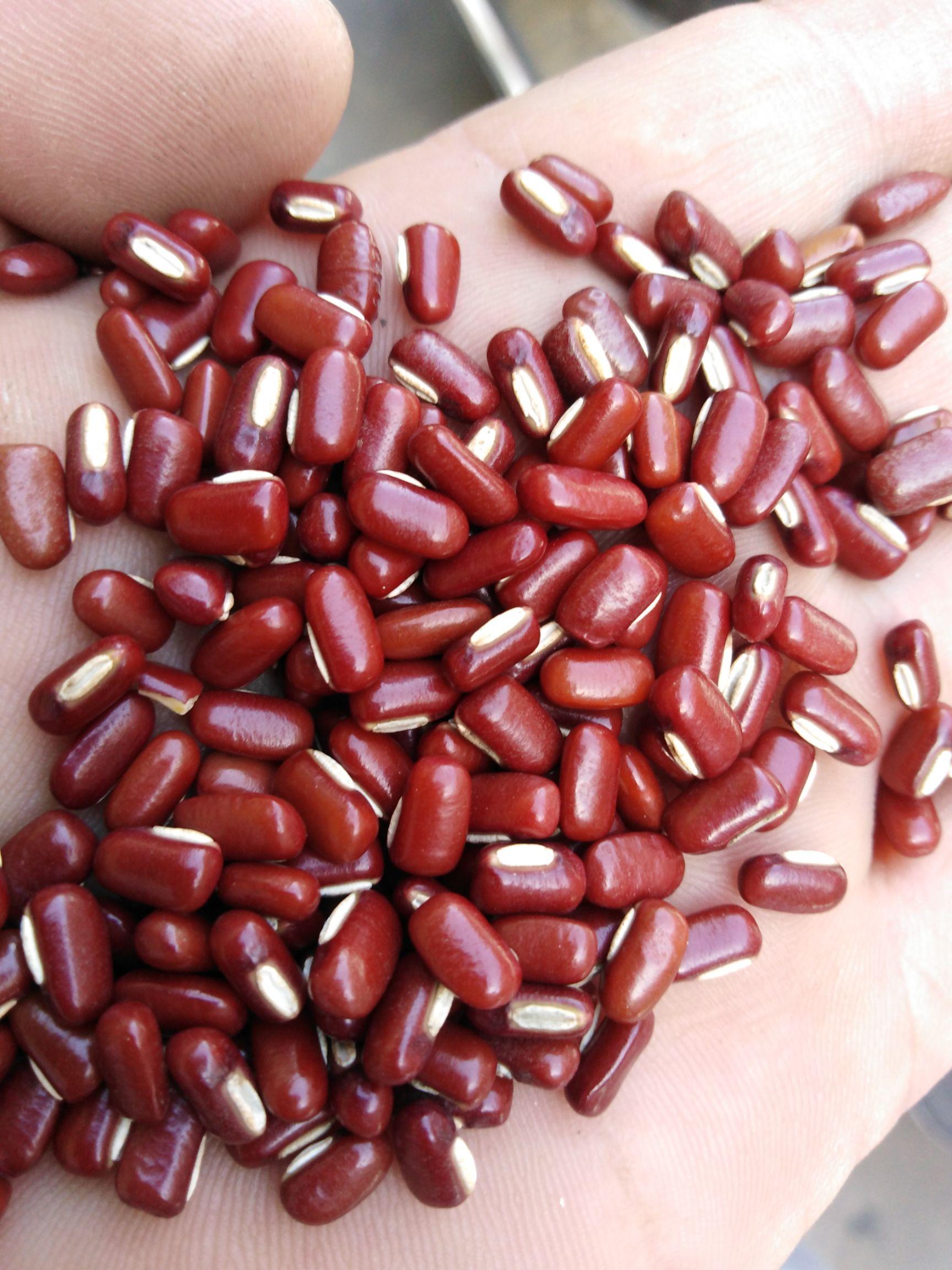 成都掀起「红豆热」,市民纷纷前往公园等地捡拾红豆,专家提醒「此豆