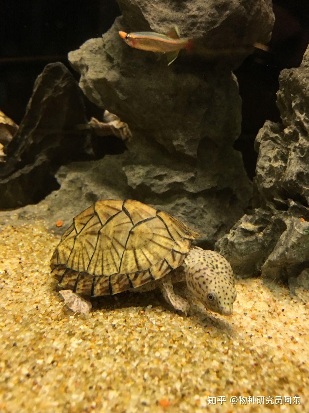 剃刀龟这是邂逅时光的也是风靡世界的水族宠物