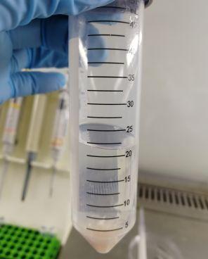 小鼠小肠类器官培养