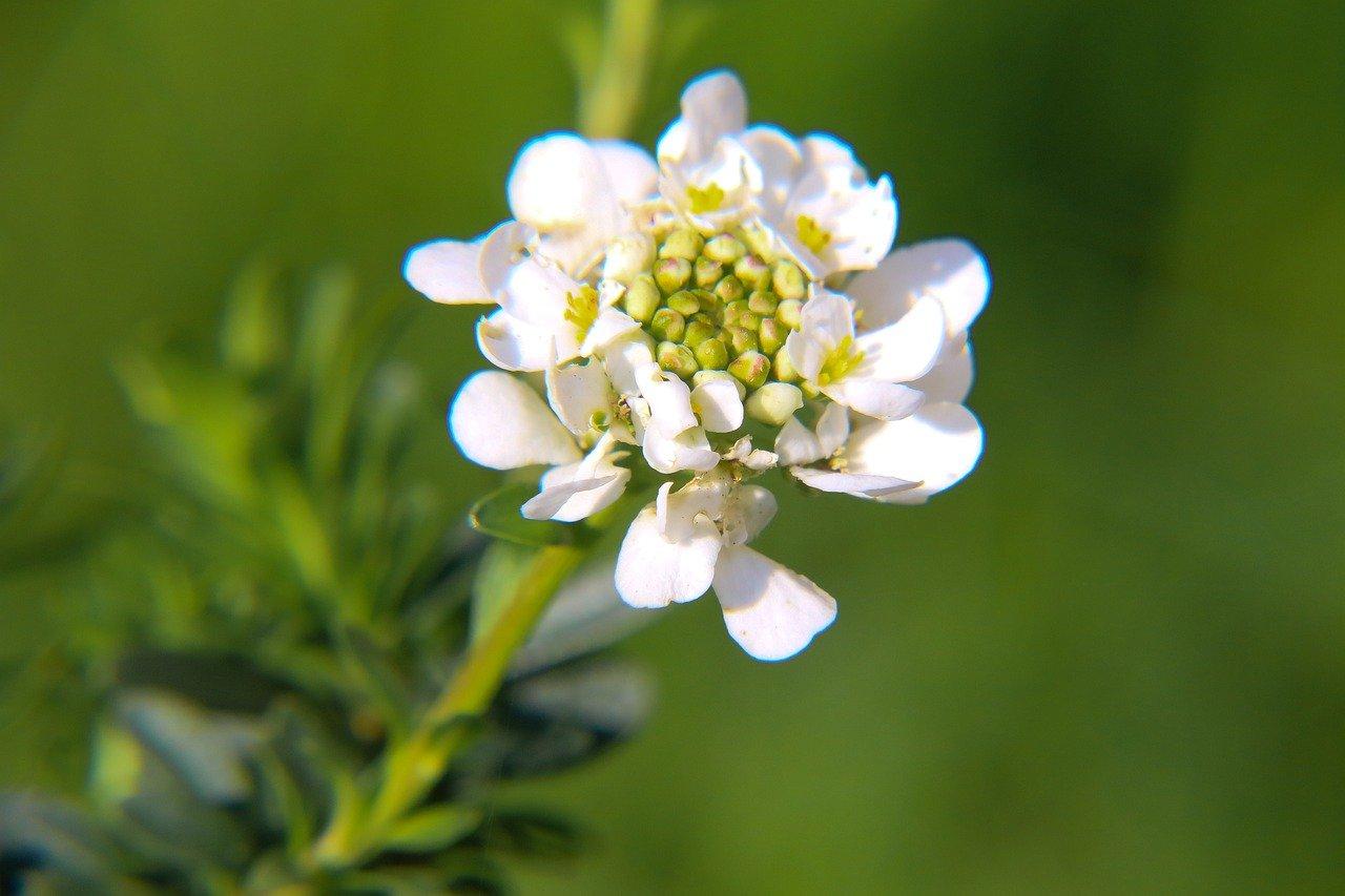 如何浸泡信宜山楂