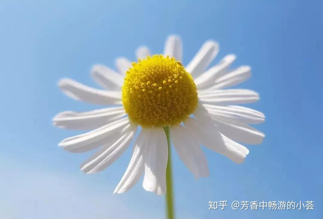 德国洋甘菊精油,是不是越蓝品质越好? - 知乎