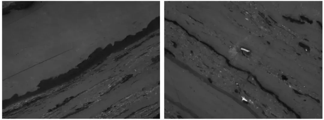 烟煤的壳质组显微特征