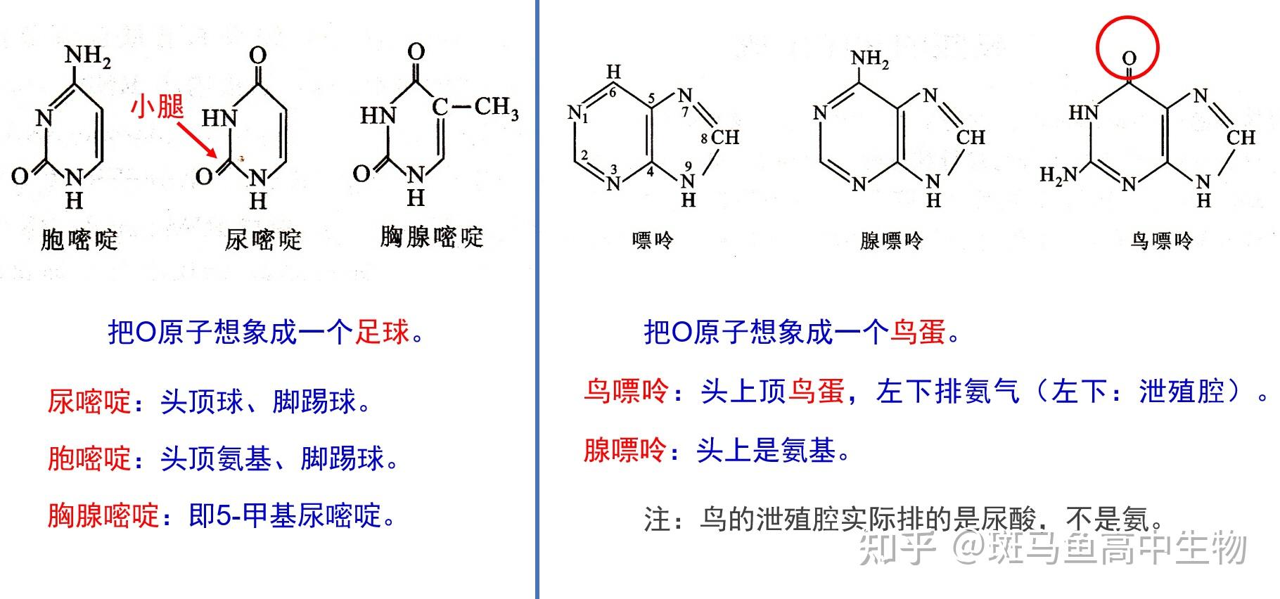 有什么牛逼的方法记住四种碱基的结构式? ? - 知乎