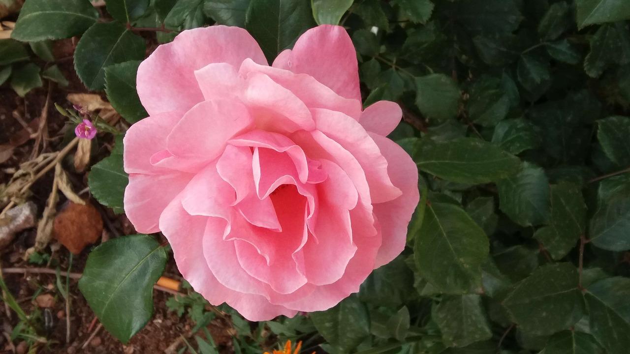 3. 白三角梅清新