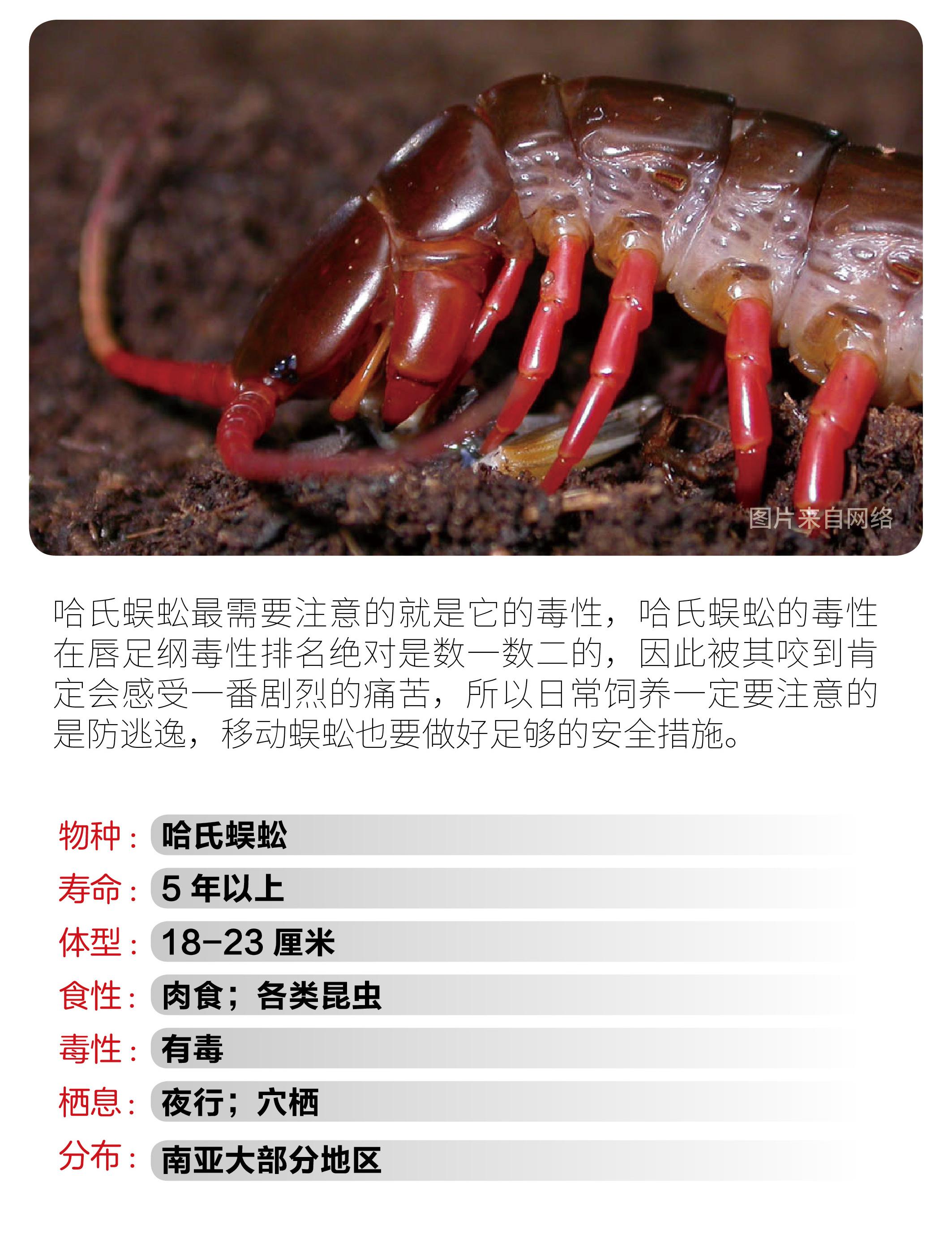 物种小谈┃哈氏蜈蚣