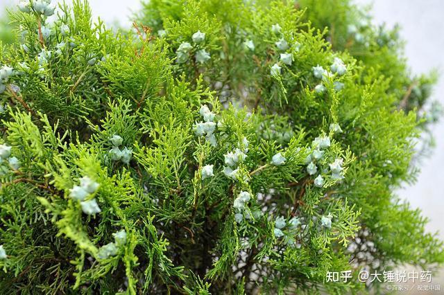 养心安神柏子仁,哪种好?你用对了吗 - 知乎