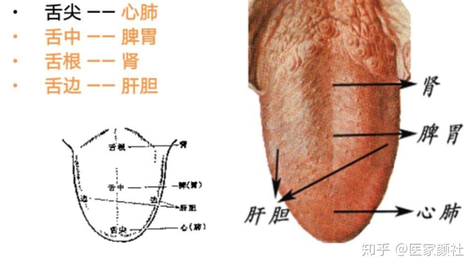 如何通過舌苔來判斷身體健康與否最全舌像來了一分鐘教你學會所有舌像