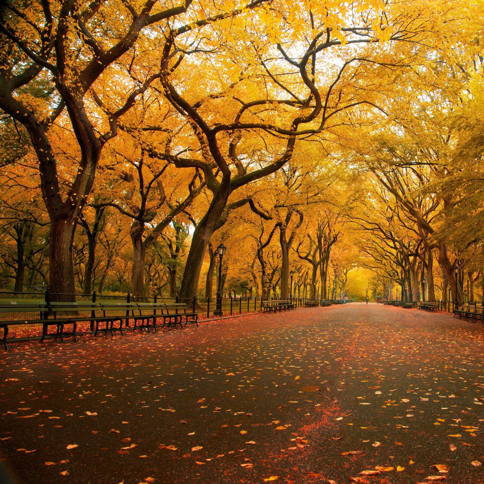 有没有ipadmini5能用的壁纸