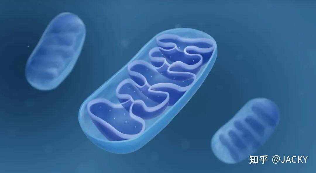 新发现的线粒体dna有益突变似乎有助于阿尔茨海默病基因携带者活得更