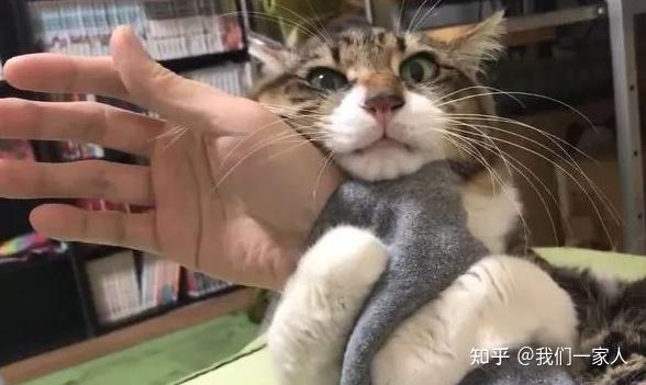 抱猫姿势讲究多并不是随便就能抱的