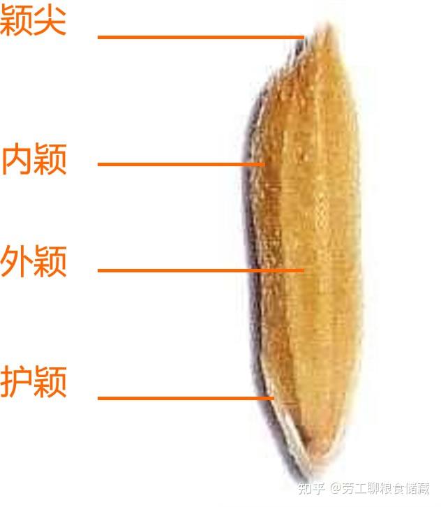 稻谷籽粒的形态与结构