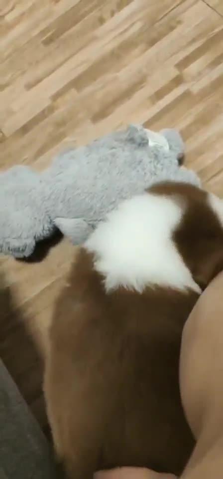 怎么测小狗有没有细小 v2-3fe82ba8605d737ae17f7c86fef1fd70.jpg