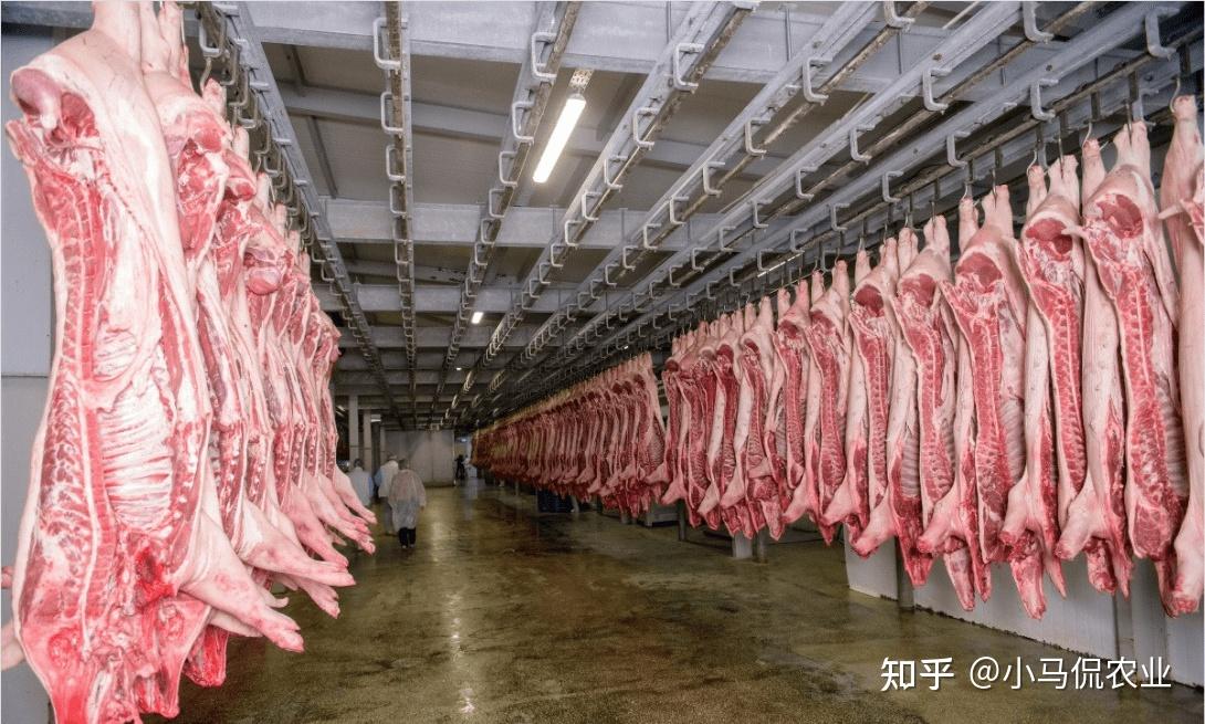300多斤的大年猪5个人摁不住，现代屠宰场杀一头仅5分钟，高科技 - 知乎
