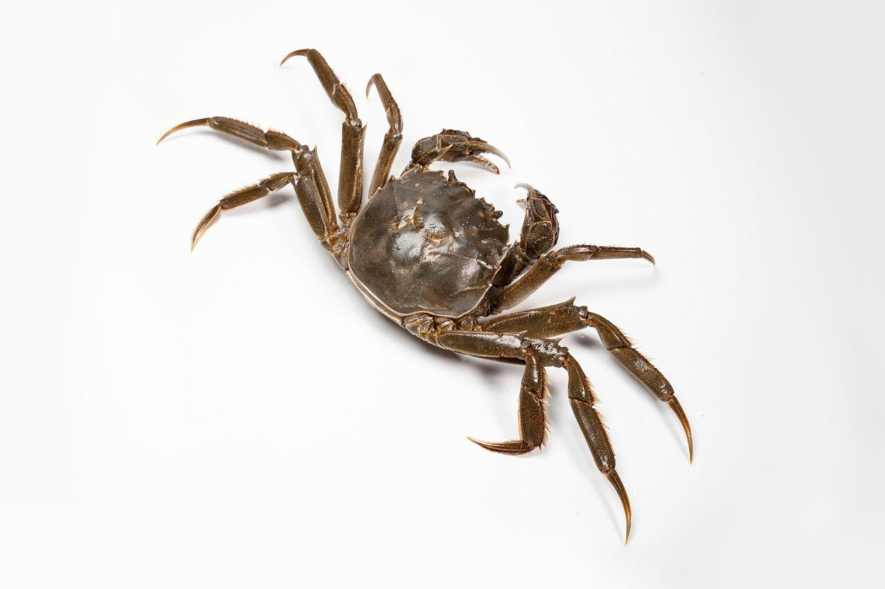 5. 蟠桃采摘指南