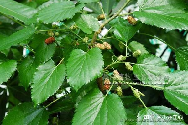 桑椹(中药材资料、植物图像、化学结构) - 知乎