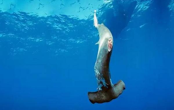 鲨鱼夹的危害有多可怕 v2-3ffcc0a57f7425fd80fd2f20a123f094_b.jpg