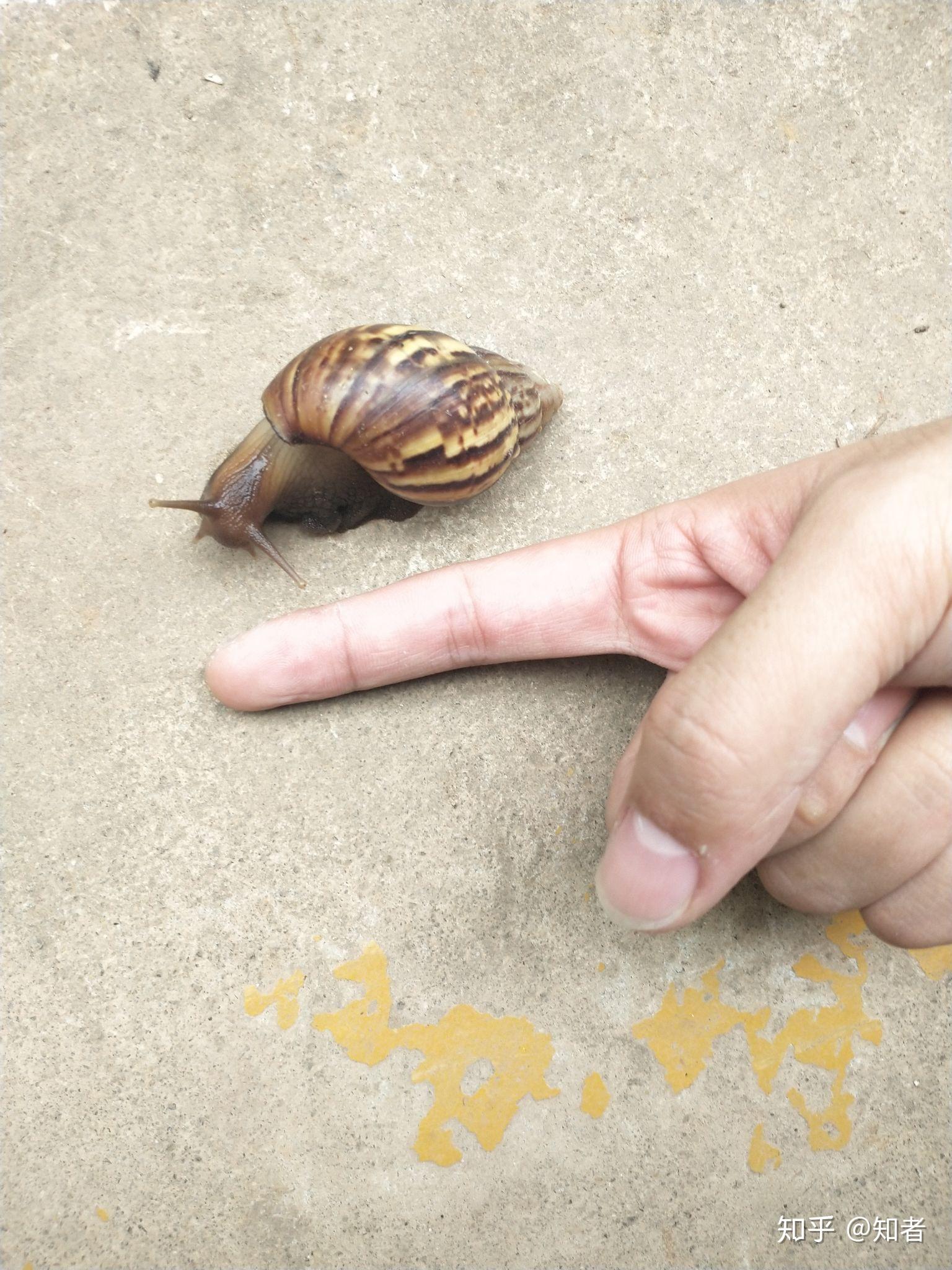 前两天看见一只蜗牛很大捡回来养网上说蜗牛有毒我好怕有没有人帮我看
