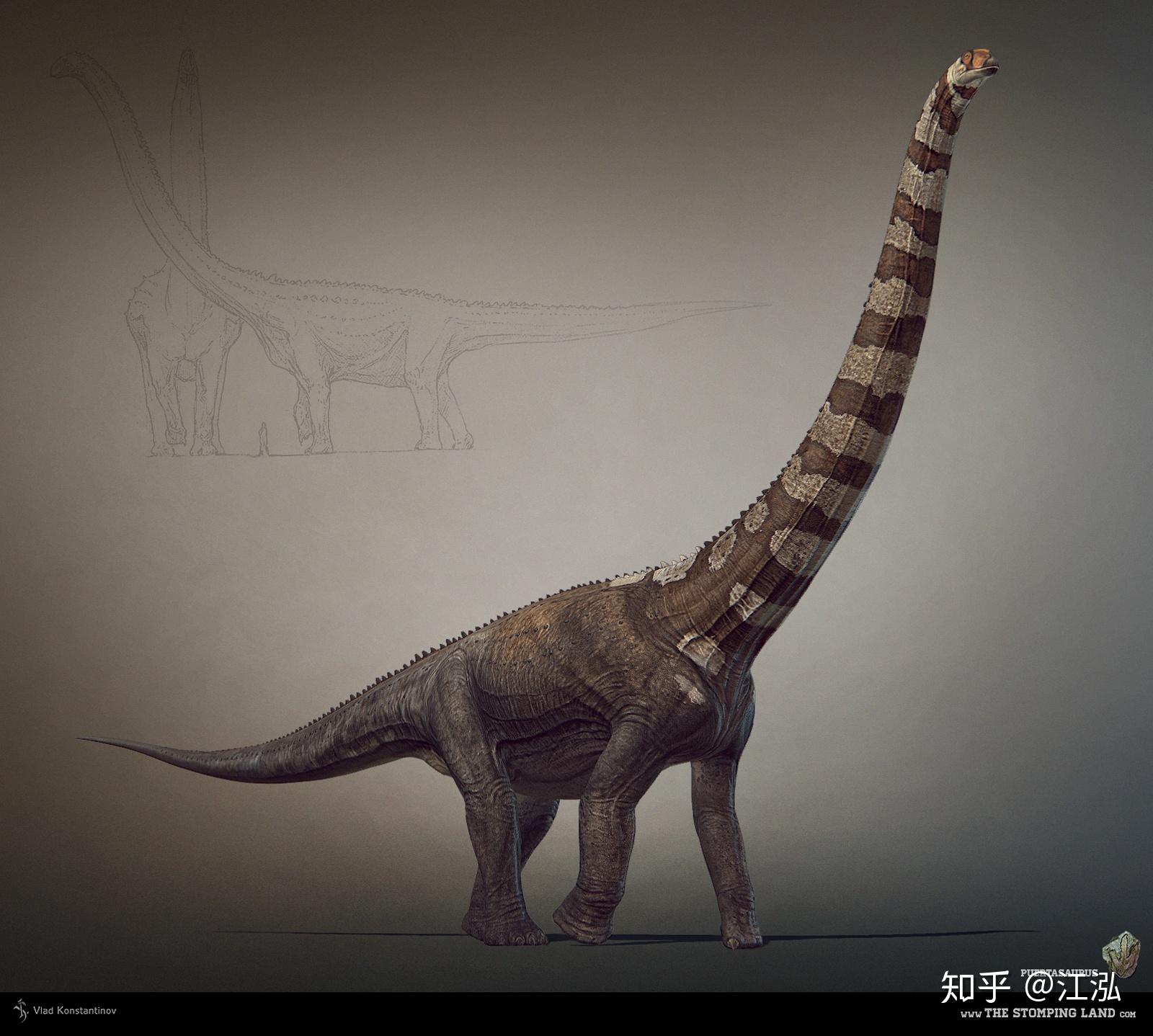 2020巨型蜥脚类恐龙排行榜(第二梯队) - 知乎