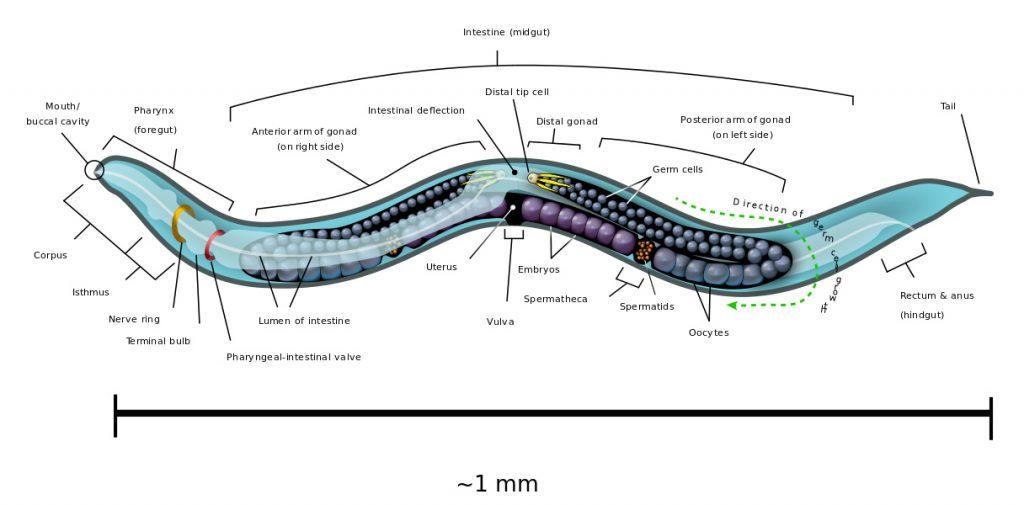 图说生殖系统(Reproductive system)·无脊椎动物- 知乎
