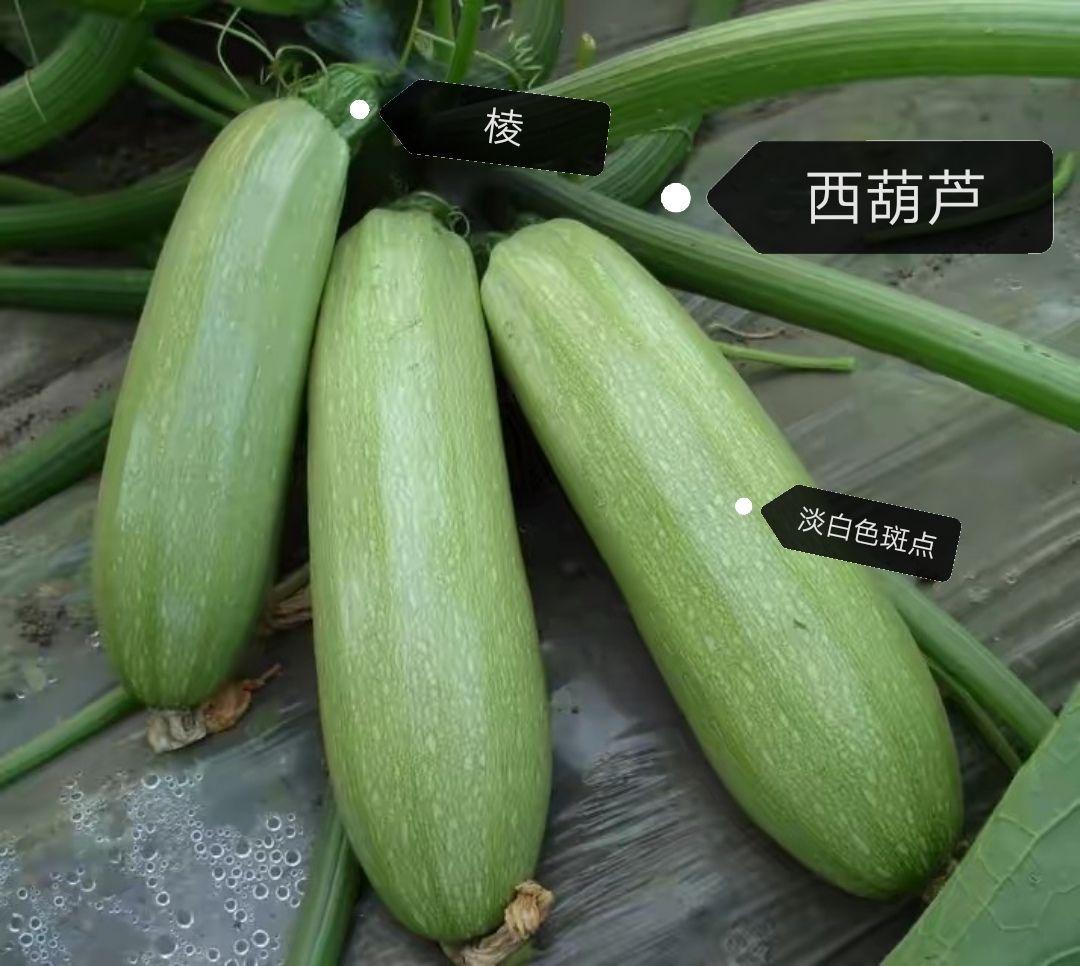 知乎