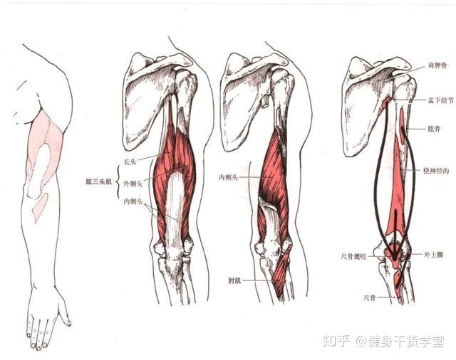 每天分享一块肌肉——肱三头肌 - 知乎