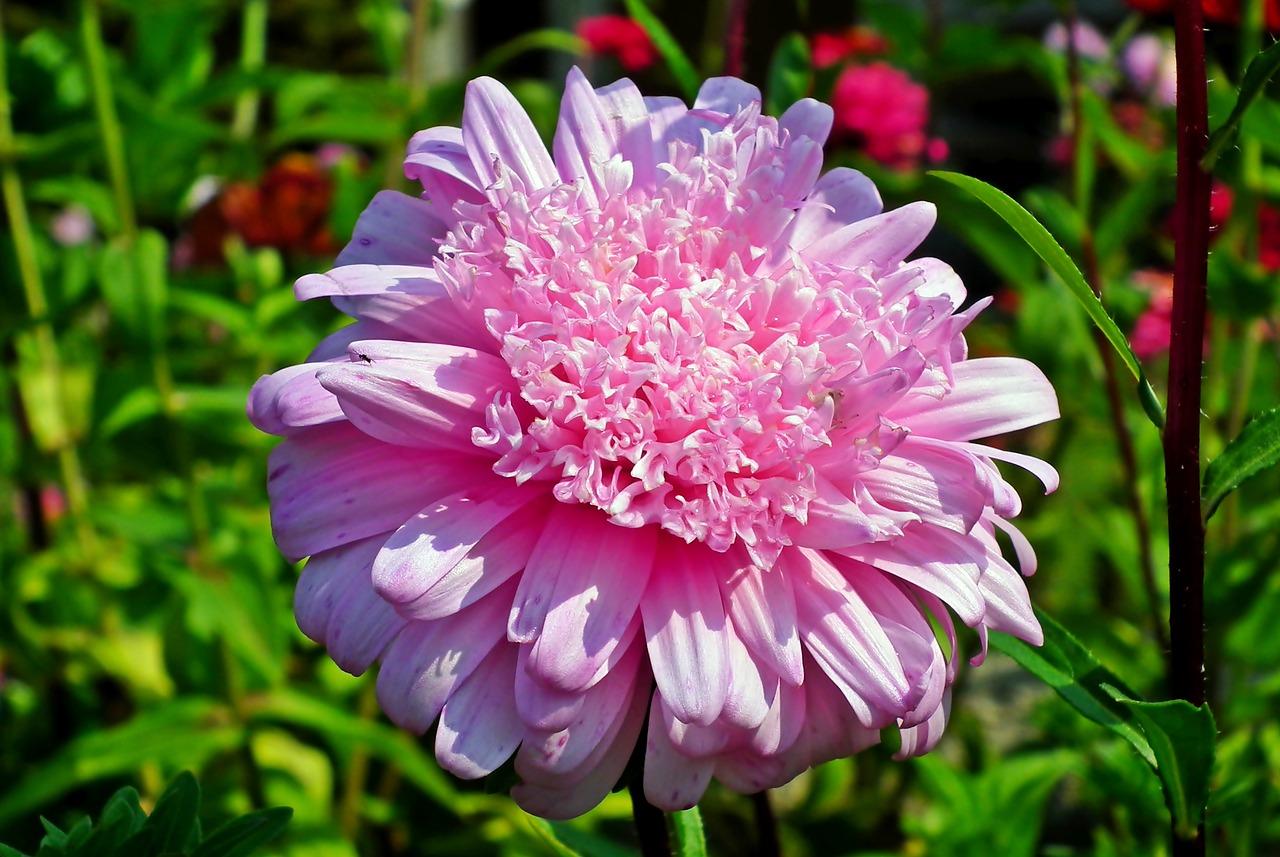 大丽花喜欢什么土