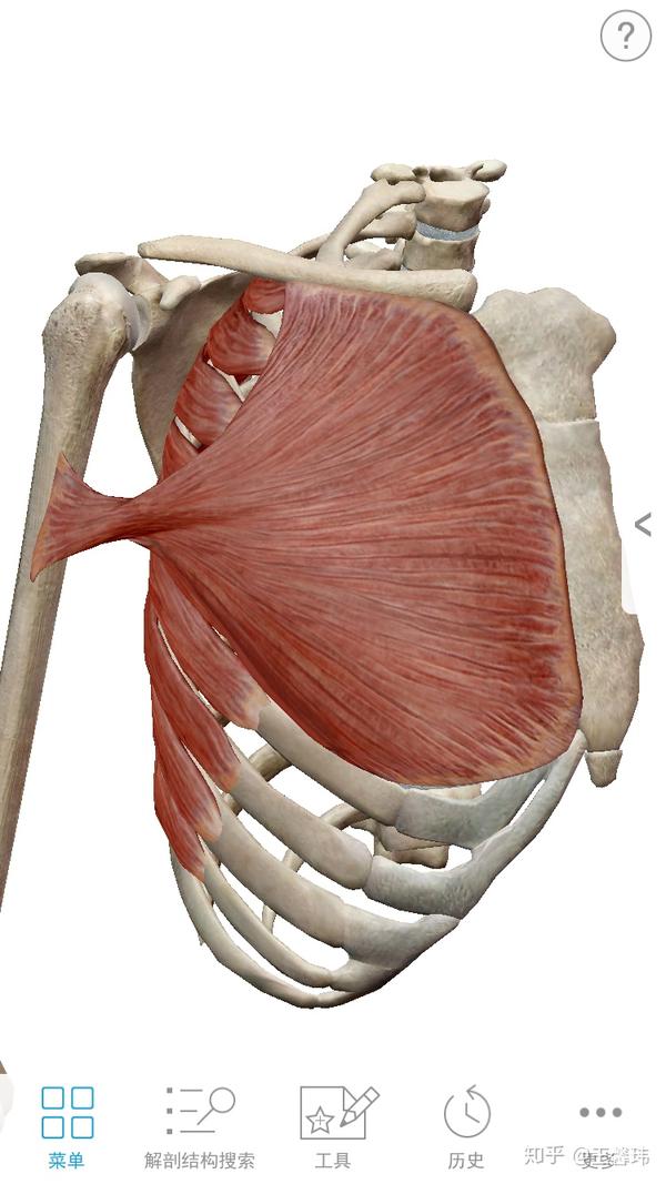 胸肌炎的位置图图片