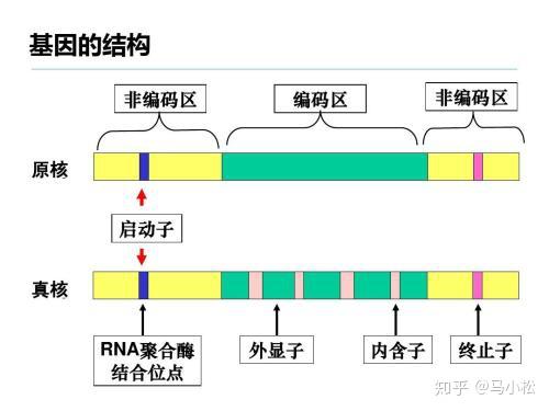 非等位基因图解图片