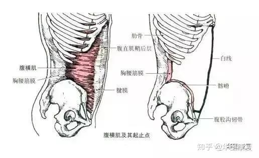 stabilizing muscles),包括腹直肌,腹內斜肌,腹外斜肌,豎脊肌,腰方肌