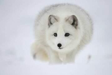 另类宠物雪狐 知乎