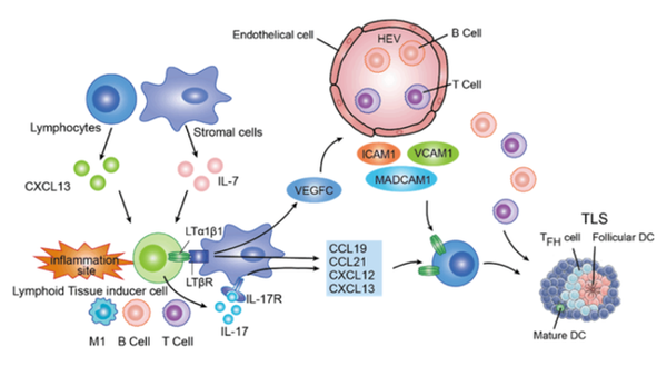 三级淋巴结构在肿瘤微环境中的作用 - 知乎
