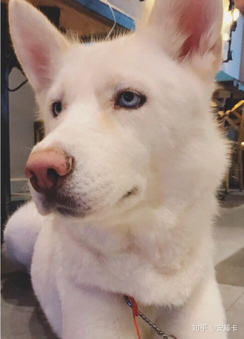 阿拉斯加必须要是黑鼻子吗?粉鼻头对健康有影响吗? - 知乎