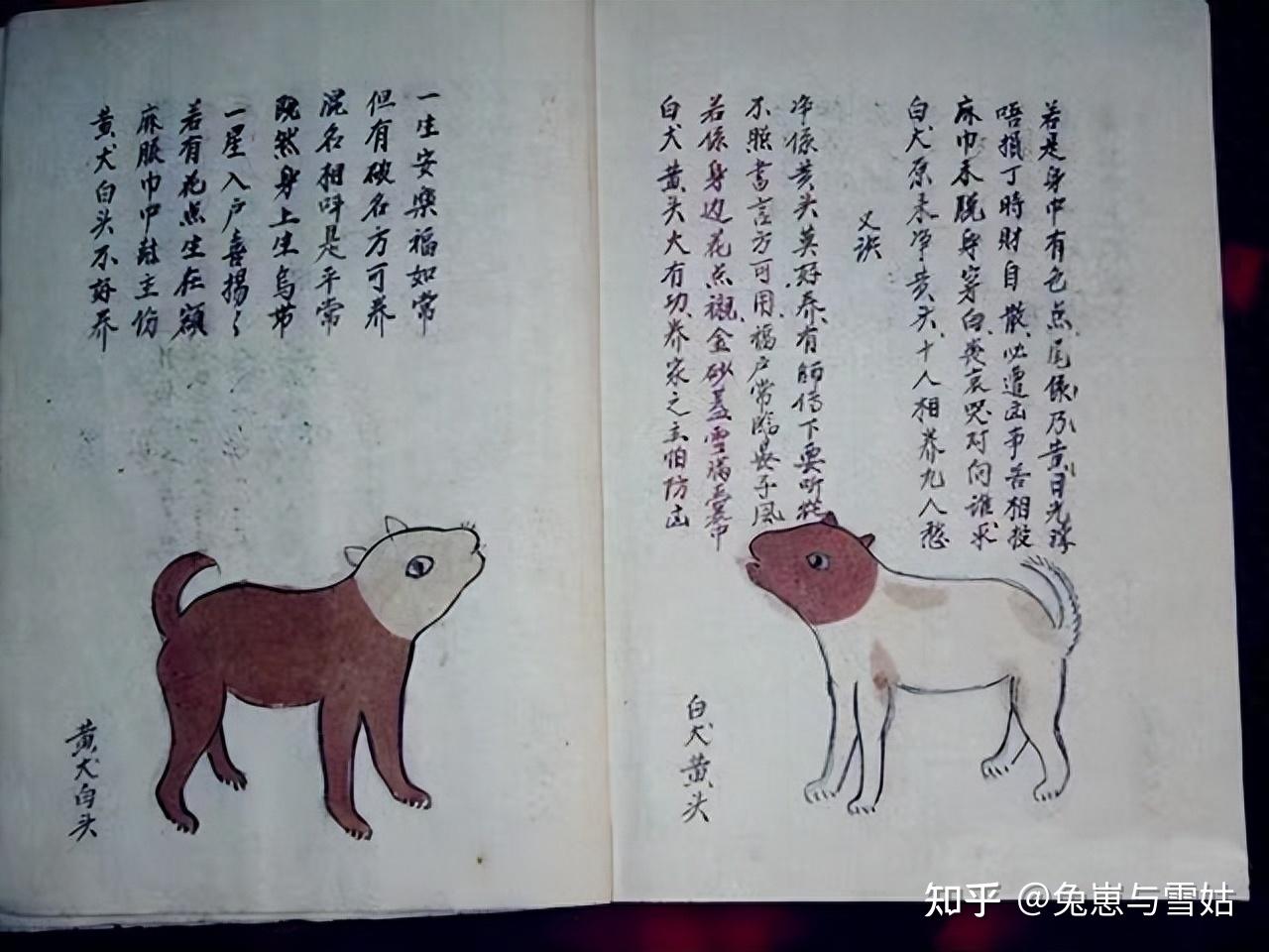 古籍相犬大全上百种中华田园犬花色赏析