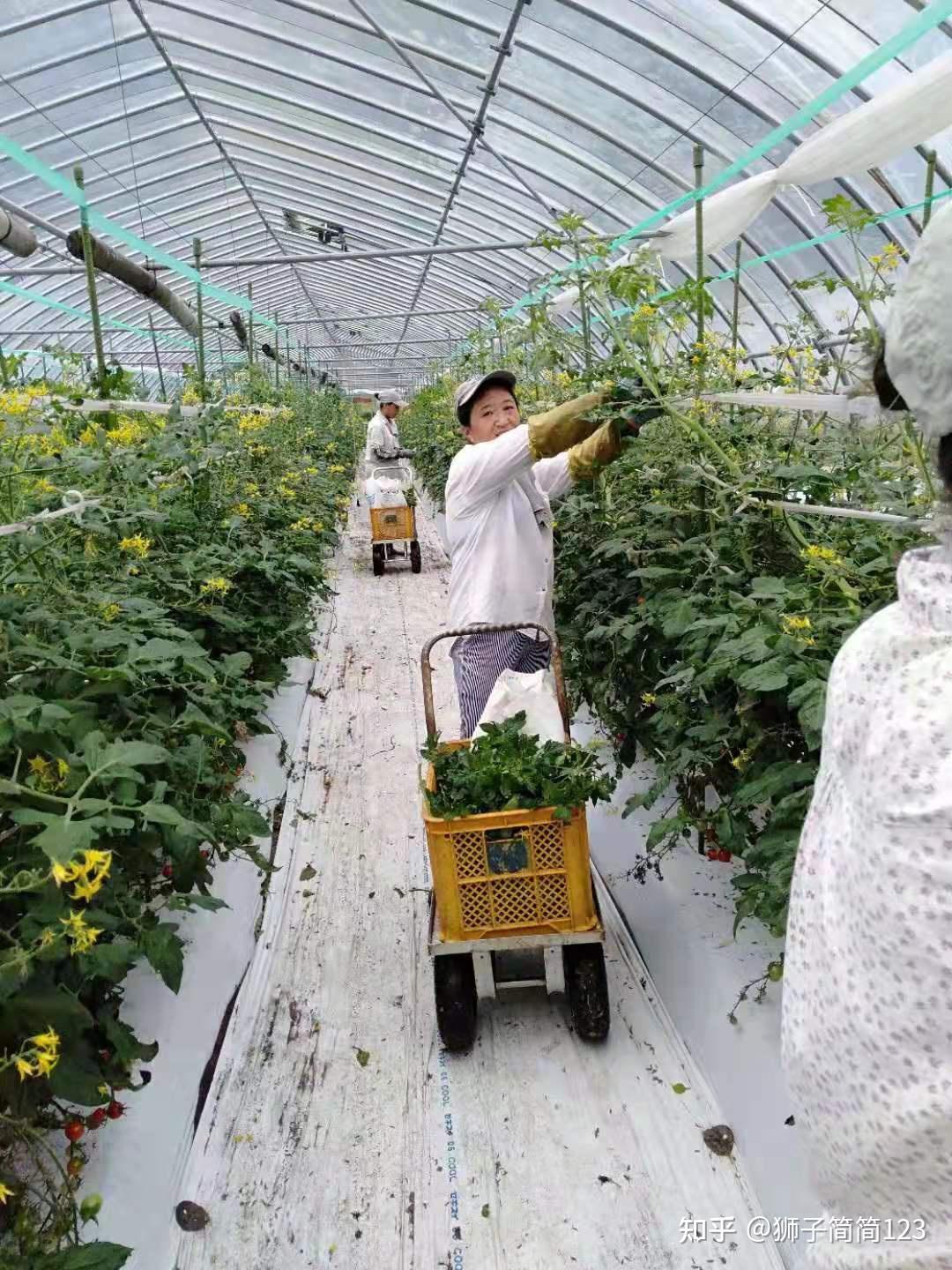 日本农业种植迷你小柿子 - 知乎