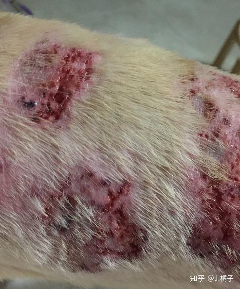 狗狗检查出真菌细菌性皮肤病医生随便开了近700块的药但没有效果该