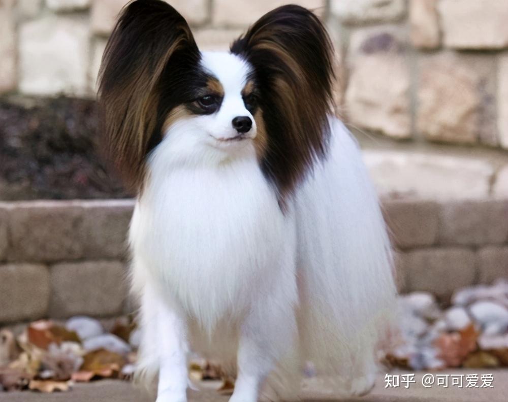 比较聪明的小狗排行榜 v2-402a6d3466f0442daeccc80ca9abae74_r.jpg