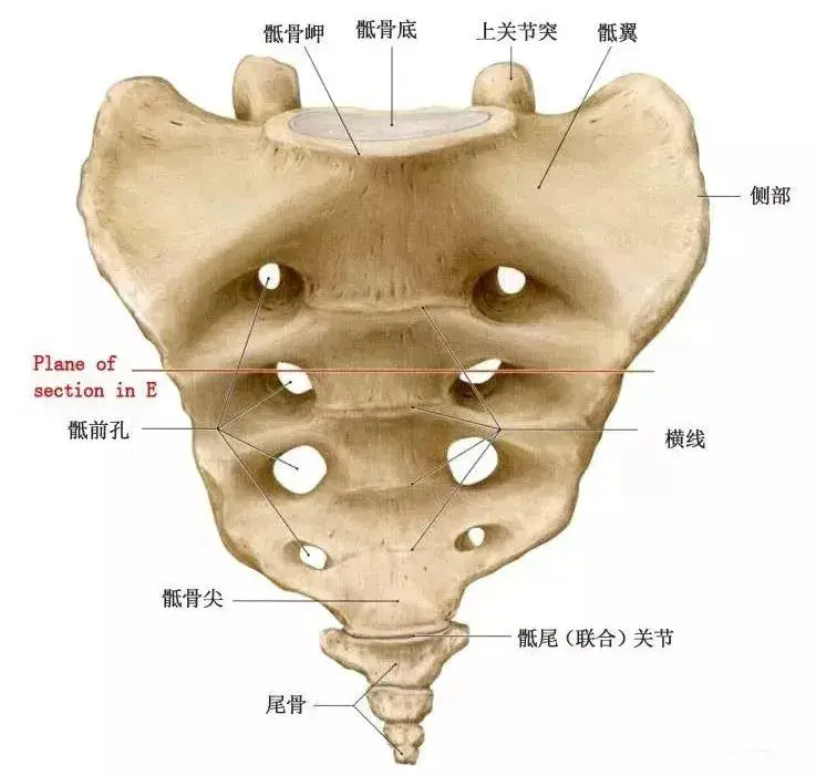 干货有些腰痛罪魁祸首是骶髂关节详细解剖结构图文
