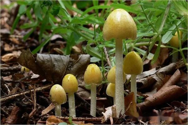 【真菌界全系列-24】伞菌目—粪锈伞科 - 知乎