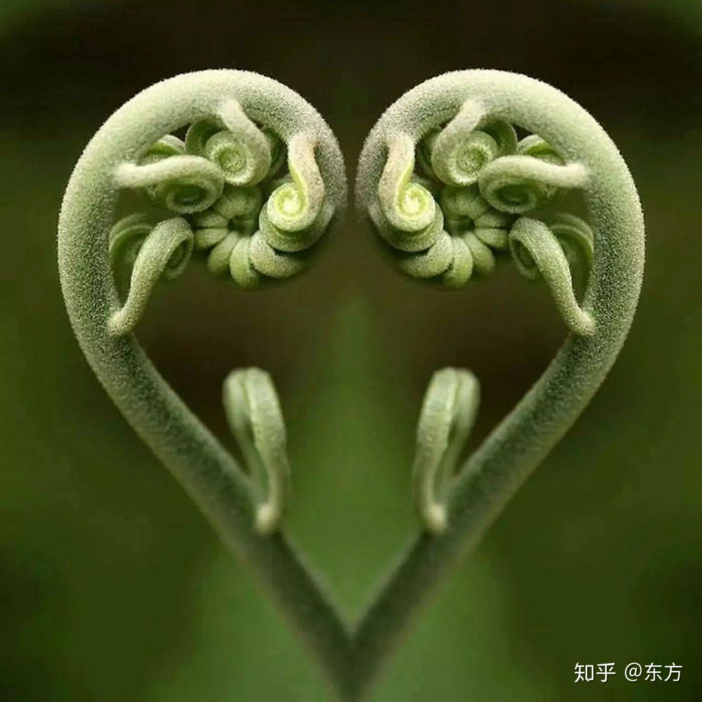 这是什么植物的纹络