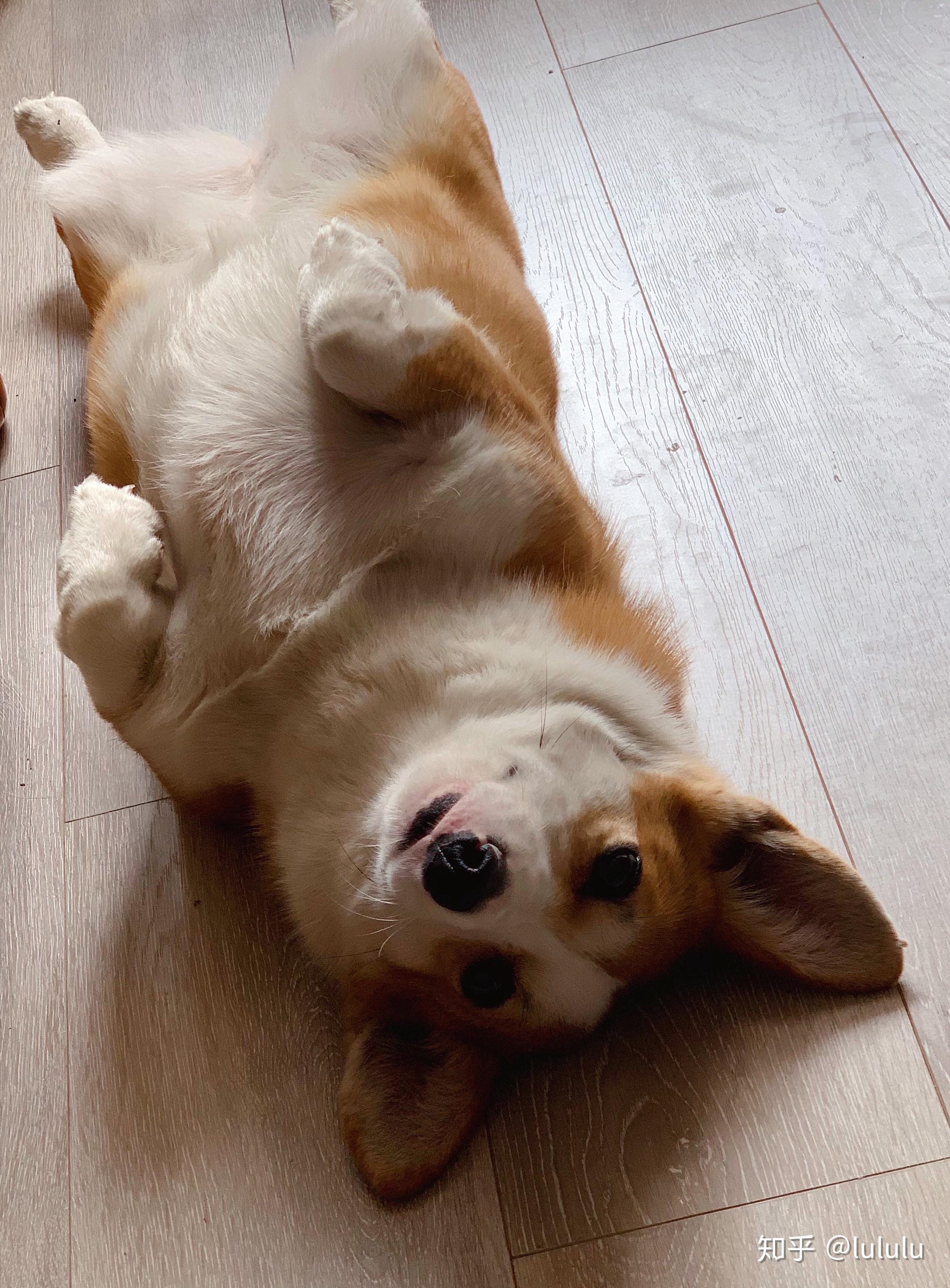 有哪些狗狗小奶狗时期和长大后的对比照片值得分享? - 知乎