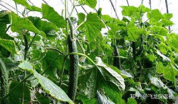 如何种植黄瓜的方法 v2-40367dad7567ba9c6ee3a3f1d07508f4_r.jpg