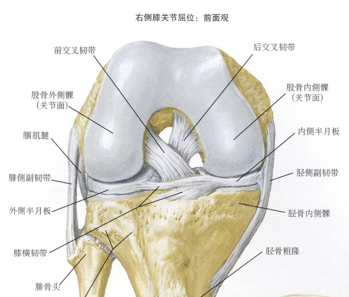 前叉韧带重建后的小tips - 知乎