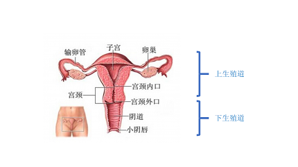 女性盆腔示意图图片