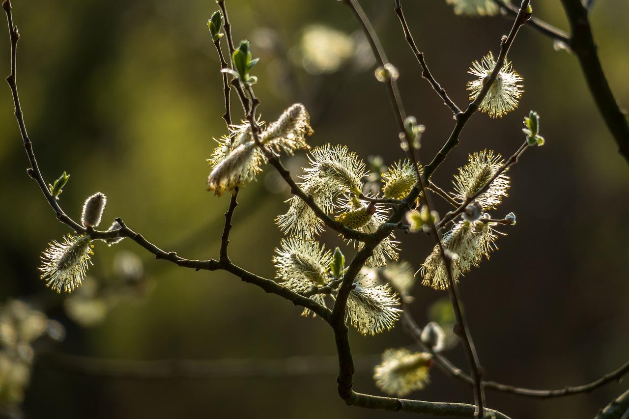 阜阳柳絮什么时候不飘