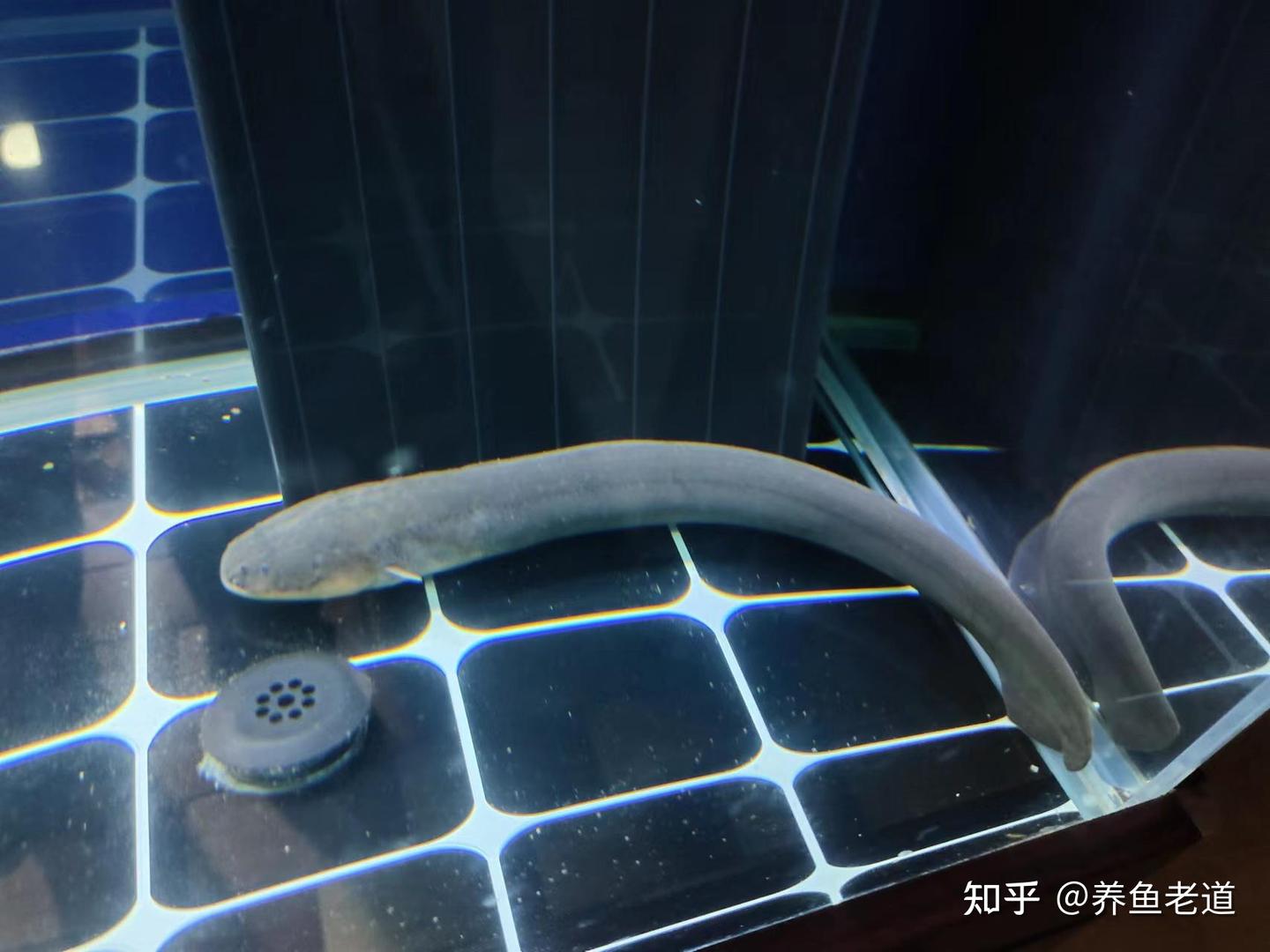不同的观赏鱼,它们粪便的形状也不一样,你知道吗? - 知乎