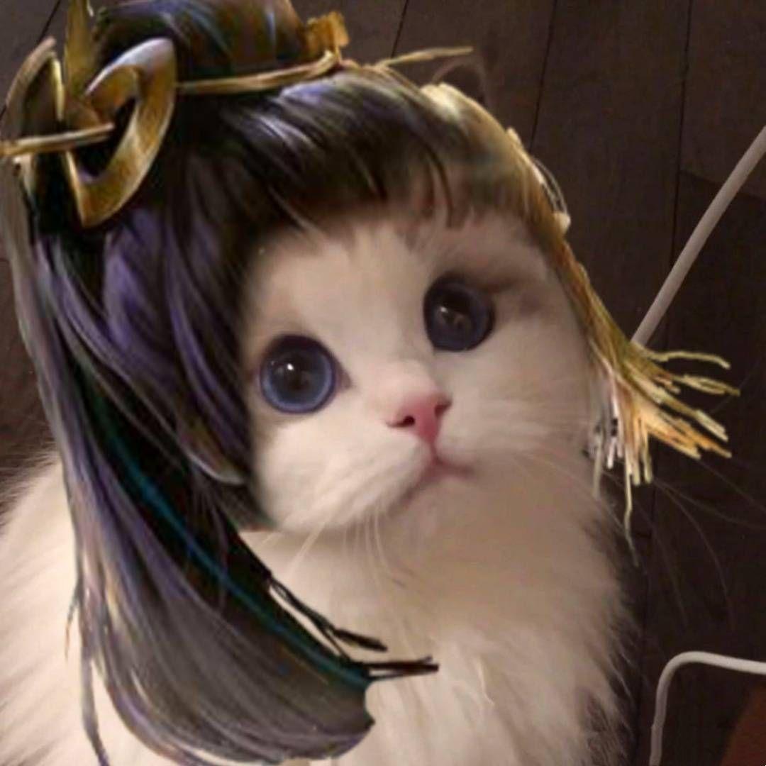 谁有王者荣耀最近非常火的猫咪接头的呀