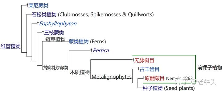 植物是怎么分类的 茉莉花新闻网